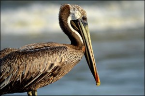 State Bird of Louisiana:  Eastern Brown Pelican