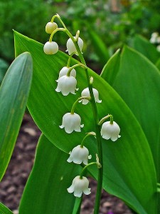 Lily of the Valley, flower for May