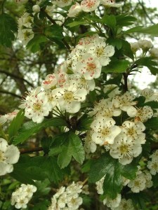 Hawthorn for month of May