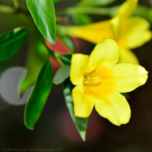 state flower of South Carolina
