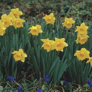 daffodil, flower of the day, April 2nd, image from "http://www.finegardening.com/daffodil-narcissus"