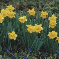 March flower - daffodil, image from "http://www.finegardening.com/daffodil-narcissus"