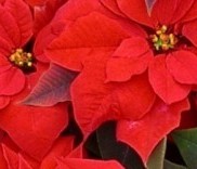 December Poinsettia