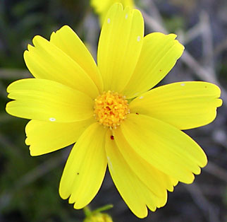 Desert Daisy for the month of April