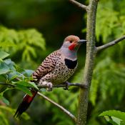 Northern Flicker or Yellowhammer