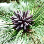 State Tree of North Carolina:  Longleaf Pine