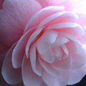 State Flower of Alabama:  Camellia