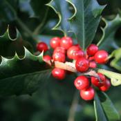 State Symbol Tree of Delaware:  Holly berries