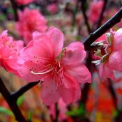 State Flower of Delaware:  Peach blossom
