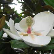 State Flower of Louisiana:  magnolia tree