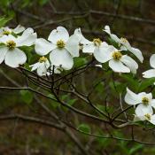 State Flower of North Carolina:  flowering dogwood