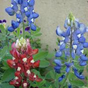 State Flower of Texas:  Bluebonnets