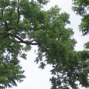 State Tree of Texas:  Texas pecan