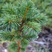 State Symbol Tree of Alaska:  Sitka spruce