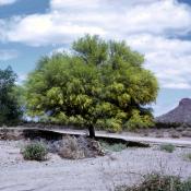 State Symbol Tree of Arizona:  Palo Verde