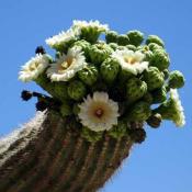 State Flower of Arizona:  Saguaro Flower