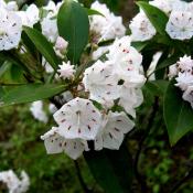 State Flower of Connecticut:  Mountain Laurel