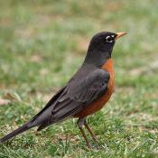 State Bird of Connecticut, Michigan, and Wisconsin:  Robin
