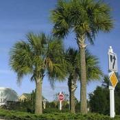 State Symbol Treeof Florida:  Sabal Palm