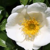 State Flower of Georgia:  Cherokee Rose