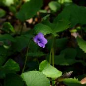 State Flower of Illinois:  Blue Violet