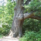 White Oak trunk