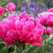 State Flower of Indiana:  Peony