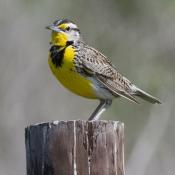 State Bird of Kansas, Oregon, Nebraska, Wyoming, North Dakota, and Montana:  Western Meadowlark