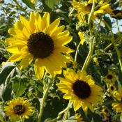 State flower of Kansas:  Sunflowers