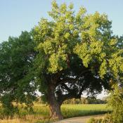 State Tree of Kansas:  Cottonwood
