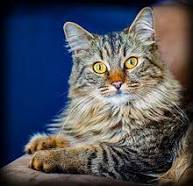 Maine Coon