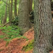 State Tree of Maine:  White Pine