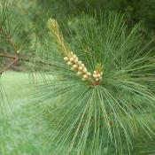 State Flower of Maine:  White pine cones