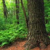 State Tree of Michigan:  White Pine