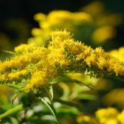 State Flower of Nebraska:  Goldenrod