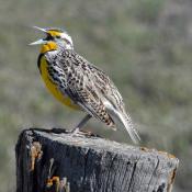 Western Meadowlark