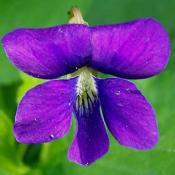 State Flower of New Jersey:  Wood Violet