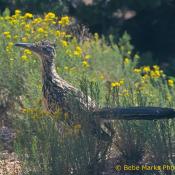 State Bird of New Mexico:  Roadrunner