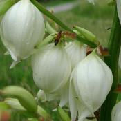 Stte Flower of New Mexico:  Yucca