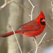 Ohio Cardinal