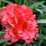 State Flower of Ohio:  Scarlet Carnation