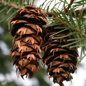 State Tree of Oregon:  Douglas fir
