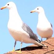 State Bird of Utah:  seagulls