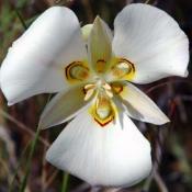 State Flower of Utah:  Sego Lily
