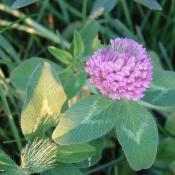 State Flower of Vermont:  Red Clover