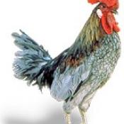 State Bird of Delaware:  Blue Hen Chicken