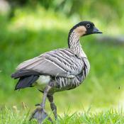 State Bird of Hawaii:  Hawaian Goose