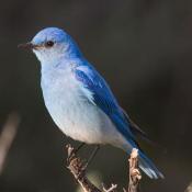 State Bird of Idaho and Nevada:  Mountain Bluebird