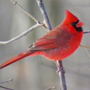 state bird of Illinois, Indiana, Kentucky, North Carolina, Ohio, Virginia, West Virginia:  Northern Cardinal