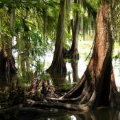 State Tree of Louisiana:  Bald cypress